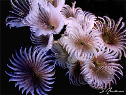 This image of Social Feather Dusters  was taken in Nassau... by Steven Anderson 